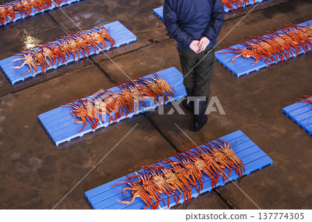 Snow crabs being landed at auction market; a scene from the auction market; snow crabs being auctioned; image material. 137774305