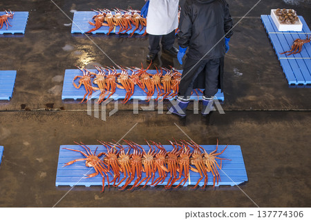 雪蟹被運到拍賣市場;拍賣市場的場景;雪蟹被拍賣;圖片素材。 雪蟹被運到拍賣市場;拍賣市場的場景;雪蟹被拍賣;圖片素材。 137774306