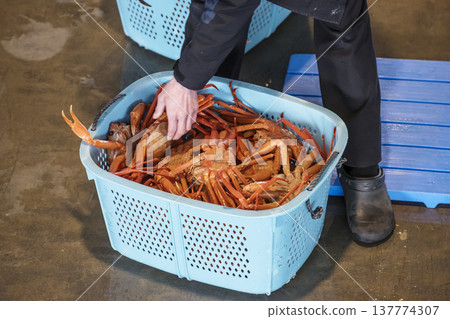 雪蟹被運到拍賣市場;拍賣市場的場景;雪蟹被拍賣;圖片素材。 雪蟹被運到拍賣市場;拍賣市場的場景;雪蟹被拍賣;圖片素材。 137774307