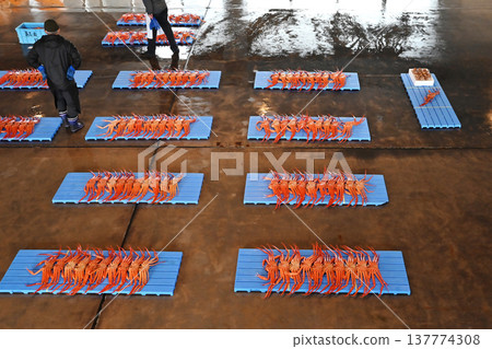 雪蟹被運到拍賣市場;拍賣市場的場景;雪蟹被拍賣;圖片素材。 雪蟹被運到拍賣市場;拍賣市場的場景;雪蟹被拍賣;圖片素材。 137774308
