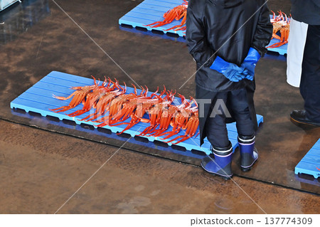 雪蟹被運到拍賣市場;拍賣市場的場景;雪蟹被拍賣;圖片素材。 雪蟹被運到拍賣市場;拍賣市場的場景;雪蟹被拍賣;圖片素材。 137774309