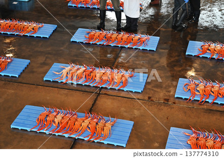 雪蟹被運到拍賣市場;拍賣市場的場景;雪蟹被拍賣;圖片素材。 雪蟹被運到拍賣市場;拍賣市場的場景;雪蟹被拍賣;圖片素材。 137774310