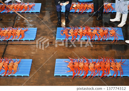Snow crabs being landed at auction market; a scene from the auction market; snow crabs being auctioned; image material. Snow crabs being landed at auction market; a scene from the auction market; snow crabs being auctioned; image material. 137774312