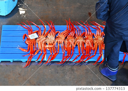 Snow crabs being landed at auction market; a scene from the auction market; snow crabs being auctioned; image material. 137774313