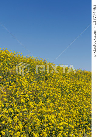 Rape blossoms and blue sky Rape blossoms and blue sky 137774462