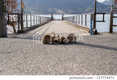 A view of the harbor and rabbits on Okunoshima Island (Takehara City) A view of the harbor and rabbits on Okunoshima Island (Takehara City) 137774473