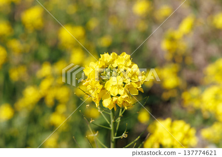 油菜花和藍天 油菜花和藍天 137774621