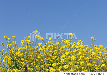 Rape blossoms and blue sky 137774641