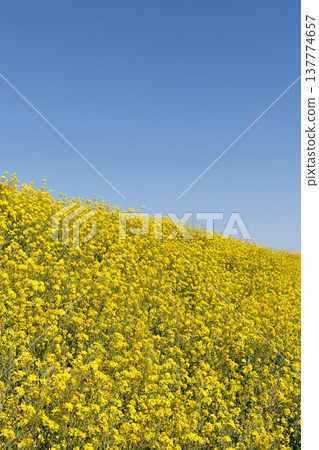 Rape blossoms and blue sky 137774657