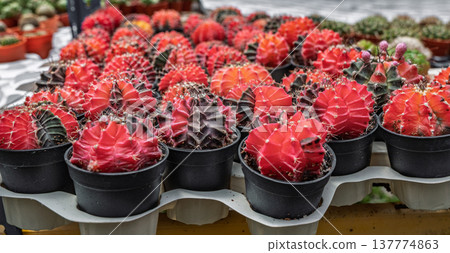 Colorful cacti in black pots displayed at a plant market Colorful cacti in black pots displayed at a plant market 137774863