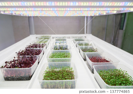Microgreens growing under LED lights in clear plastic containers indoors 137774865