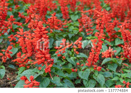 Red Salvia splendens Vista Red blooming in the flowerbed. 137774884