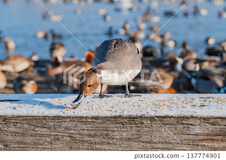 鴨子們正專心致志地吃著東西 [三保田沖積平原] 137774901