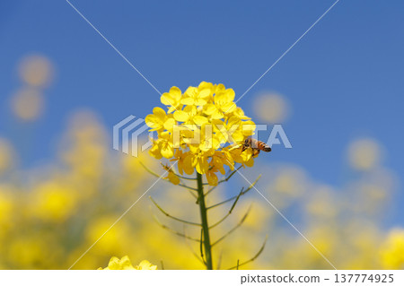 油菜花和藍天 137774925