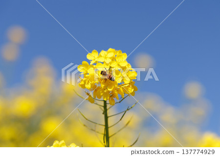 Rape blossoms and blue sky Rape blossoms and blue sky 137774929