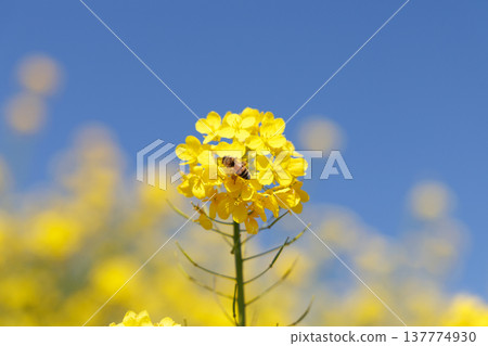 Rape blossoms and blue sky Rape blossoms and blue sky 137774930