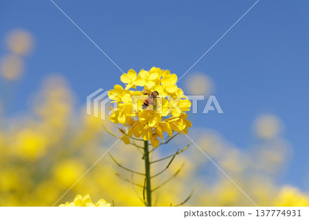 Rape blossoms and blue sky Rape blossoms and blue sky 137774931