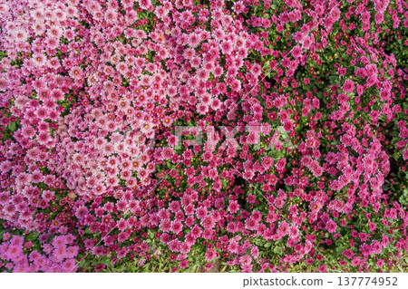Close-up pink color Chrysanthemum daisy flower. Close-up pink color Chrysanthemum daisy flower. 137774952