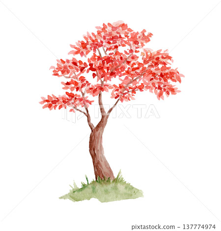 Watercolor red autumn tree with bright foliage isolated on white background. Hand painted ornamental garden tree, Japanese maple style illustration for nature design, botanical decor, seasonal concept 137774974