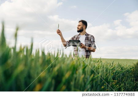 Taking a look at the wheat stem. Man farmer is on the agricultural field Taking a look at the wheat stem. Man farmer is on the agricultural field 137774988