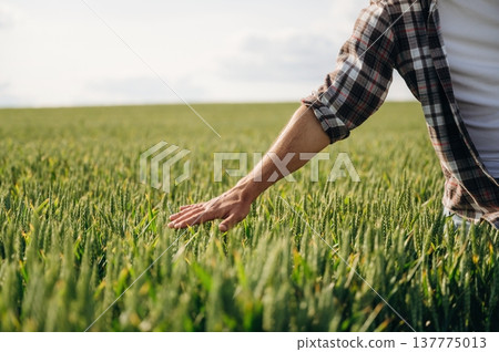 Touching the growing plants. Close up view of farmer's hands on the agricultural field Touching the growing plants. Close up view of farmer's hands on the agricultural field 137775013