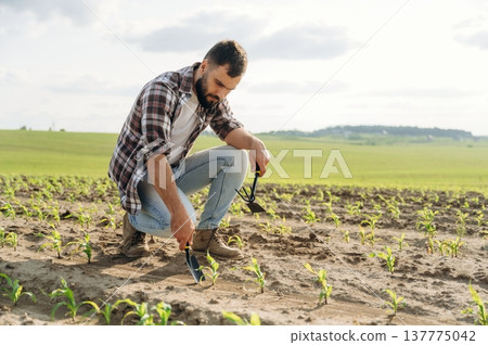 Sitting, touching the wheat. Man farmer is on the agricultural field Sitting, touching the wheat. Man farmer is on the agricultural field 137775042
