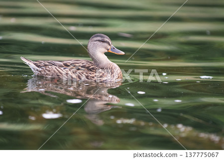 Beautiful duck 137775067