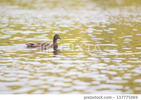 Beautiful duck 137775069