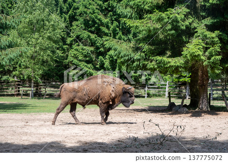 european bison european bison 137775072