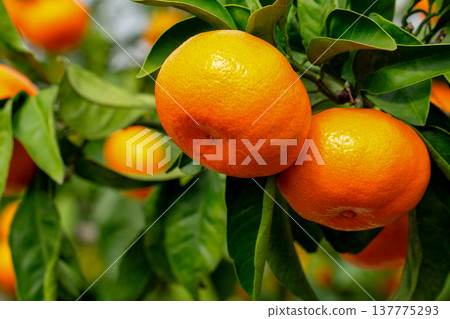 Orange garden Orange garden 137775293