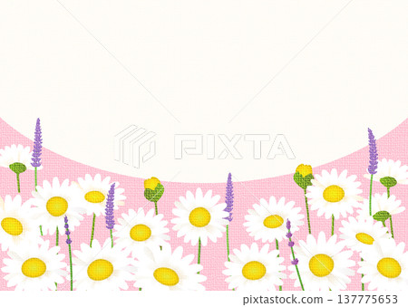 Margaret in full bloom 137775653