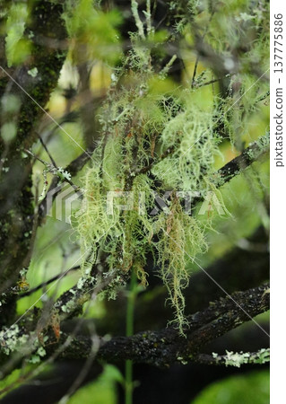 雨水浸濕的日本松蘿 137775886