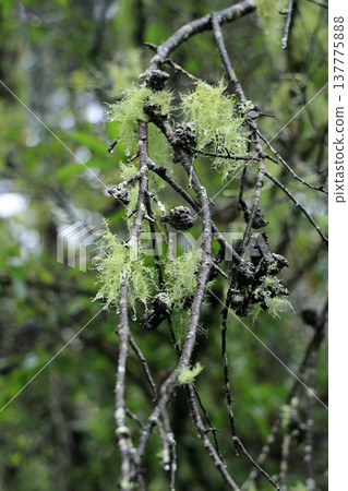 Usnea japonica wet with rain Usnea japonica wet with rain 137775888