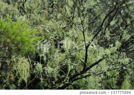 Usnea japonica wet with rain Usnea japonica wet with rain 137775889