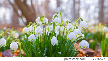 Close-up of blooming spring snowflake flowers (Leucojum vernum) growing in a forest. Fresh white blossoms with green stems in soft natural light create a peaceful spring nature scene with shallow Close-up of blooming spring snowflake flowers (Leucojum vernum) growing in a forest. Fresh white blossoms with green stems in soft natural light create a peaceful spring nature scene with shallow 137776574