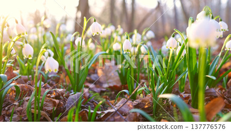 Close-up of blooming spring snowflake flowers (Leucojum vernum) growing in a forest. Fresh white blossoms with green stems in soft natural light create a peaceful spring nature scene with shallow Close-up of blooming spring snowflake flowers (Leucojum vernum) growing in a forest. Fresh white blossoms with green stems in soft natural light create a peaceful spring nature scene with shallow 137776576