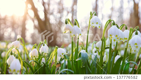Close-up of blooming spring snowflake flowers (Leucojum vernum) growing in a forest. Fresh white blossoms with green stems in soft natural light create a peaceful spring nature scene with shallow 137776582