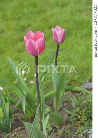 Tulips in bloom at the Jardin des Plantes in Paris, France. A vibrant spring scene in the flowerbeds. Photographed on March 9, 2026. Tulips in bloom at the Jardin des Plantes in Paris, France. A vibrant spring scene in the flowerbeds. Photographed on March 9, 2026. 137777023