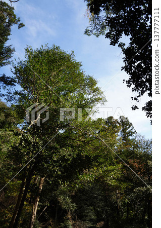 The scenery of the mountain path from Kurama-dera Temple to Kifune The scenery of the mountain path from Kurama-dera Temple to Kifune 137777111