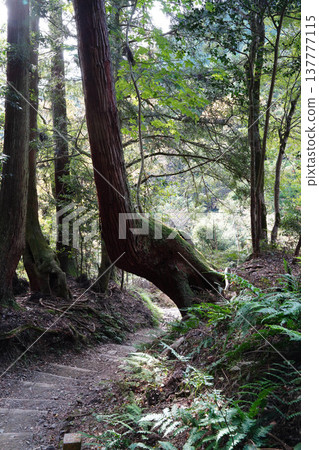 從鞍馬寺到貴船的山路景色 137777115