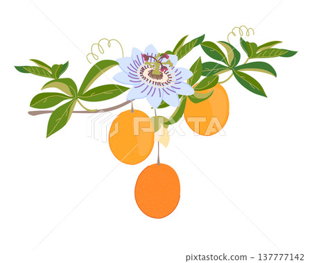 Granadilla branch with fruits, flowers, and leaves. Fresh, sweet passion fruit. Tropical vine. Colored vector illustration of blue passionflower. Granadilla branch with fruits, flowers, and leaves. Fresh, sweet passion fruit. Tropical vine. Colored vector illustration of blue passionflower. 137777142