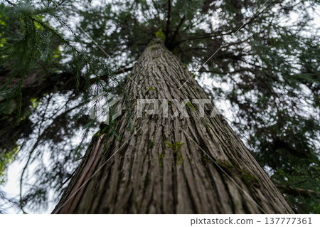 Tall sequoia tree view from bottom to top. Sequoia at the Botanical Garden Tall sequoia tree view from bottom to top. Sequoia at the Botanical Garden 137777361