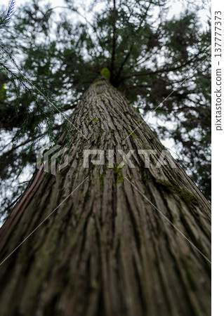 Tall sequoia tree view from bottom to top Sequoia at the Botanical Garden Tall sequoia tree view from bottom to top Sequoia at the Botanical Garden 137777373