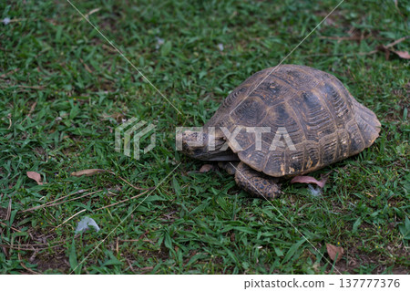A turtle walks on the grass in a garden in Batumi A turtle walks on the grass in a garden in Batumi 137777376