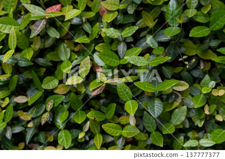 Shrub leaves background, green foliage background, maximalism Shrub leaves background, green foliage background, maximalism 137777377