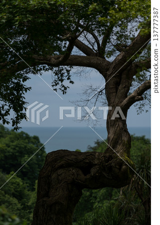 Framing. The sea through the tree. View of the Black Sea Botanical Garden 137777387