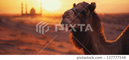 Decorated Camel in Desert Sunset Near Mosque 137777546