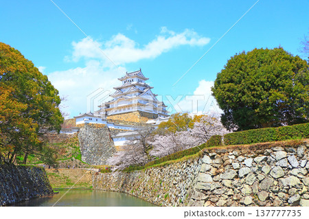 兵庫縣姬路市櫻花盛開和姬路城的景色 137777735