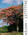 A silk floss tree with flowers blooming in the blue sky 137777740