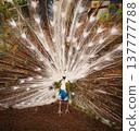 Male peacock displaying tail with partial white feathers 137777788